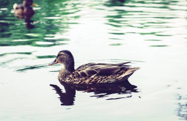 Dişi yaban ördeği. Parktaki gölde bir ördeğin portresi.