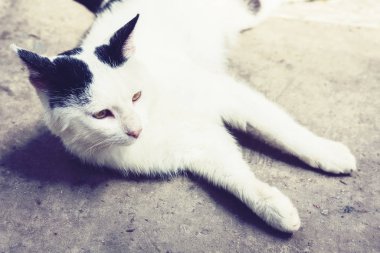 Siyah beyaz kedi kaldırımda oturuyor. .