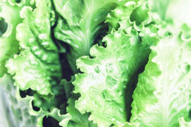 Metnin için kopyalama alanı olan marul salatası arkaplanı.