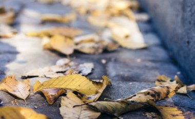 Sonbaharda kaldırımda kurumuş sarı yapraklar güneşli bir günde dökülür..