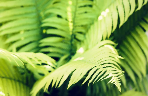 Yeşil yapraklı eğreltiotu (polipodiophyta) arkaplan dokusu, plan — Stok fotoğraf