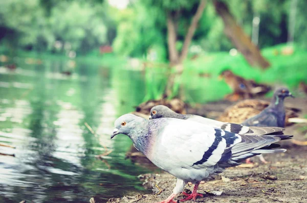 Flock of pigeons on a lake in a park. — ストック写真