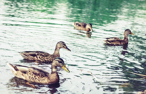 Зграя качок на озері в парку . — стокове фото