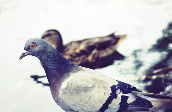 Enten und Tauben auf einem See in einem Park. — Stockfoto