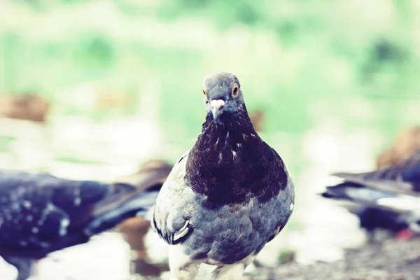 Flock of pigeons on a lake in a park. — ストック写真