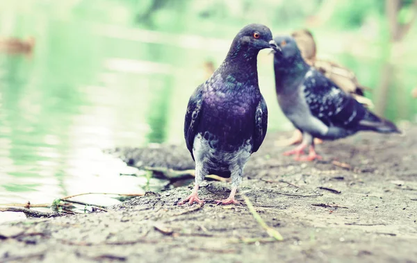 Taubenschwarm auf einem See in einem Park. — Stockfoto