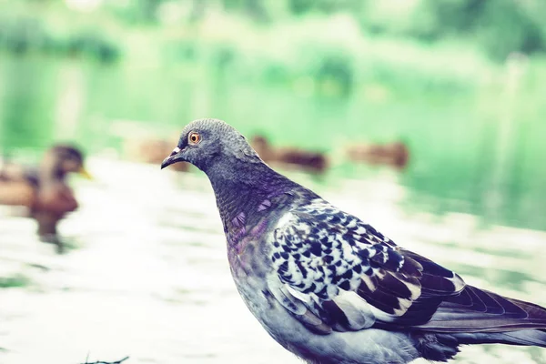 Parktaki bir göldeki güvercin sürüsü.. — Stok fotoğraf