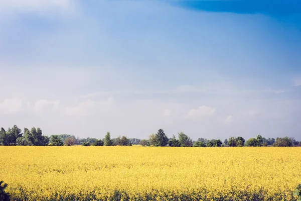 Rapsblüten auf dem Feld (brassica napus), mit gelben Blüten — Stockfoto