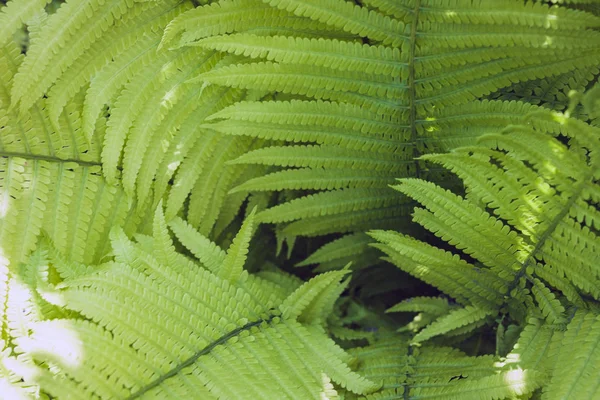 Helecho (Polypodiophyta) con hojas verdes textura fondo, plano — Foto de Stock