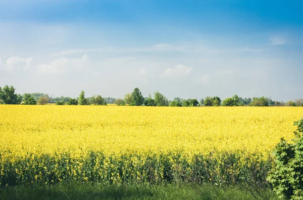 Flores de colza no campo (Brassica Napus), com flores amarelas t — Fotografia de Stock