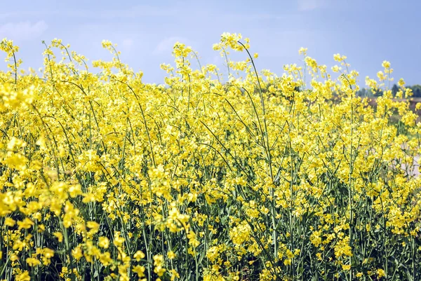 Rape blooms on the field (Brassica Napus), with yellow flowers t — Stock Photo, Image
