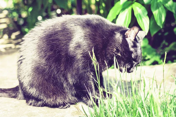 Chat noir marchant sur le chemin du jardin près de la pelouse et bus — Photo