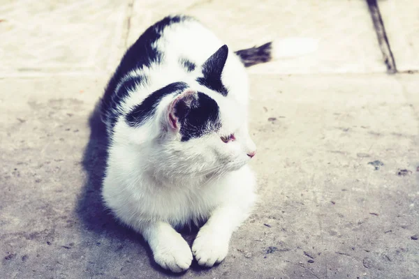 Siyah beyaz kedi kaldırımda oturuyor. . — Stok fotoğraf