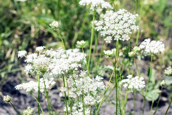 Wilde bloem plant met groene bladeren textuur achtergrond in de me — Stockfoto