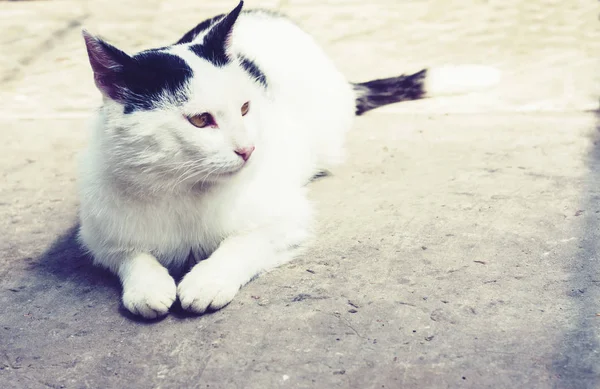 Black and white cat sitting on the sidewalk on the street . — Stock Photo, Image