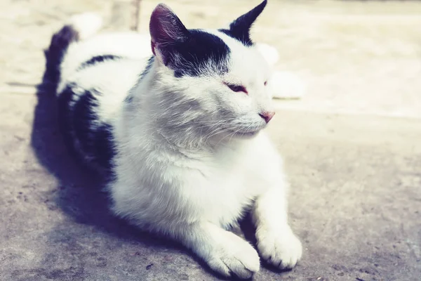 Black and white cat sitting on the sidewalk on the street . — Stock Photo, Image