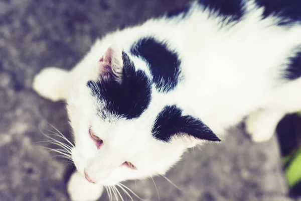 Chat noir et blanc assis sur le trottoir dans la rue  . — Photo