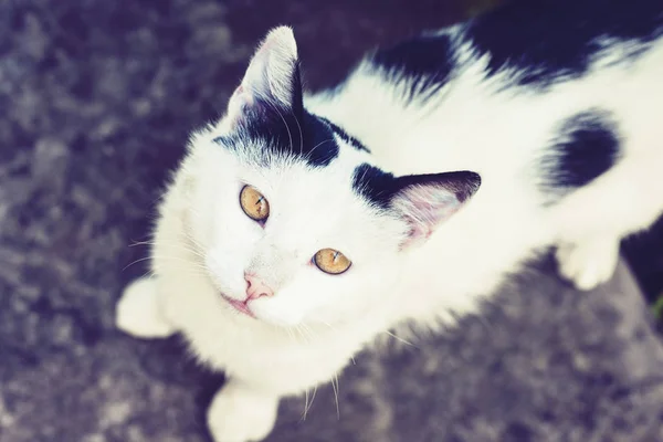 Siyah beyaz kedi kaldırımda oturuyor. . — Stok fotoğraf