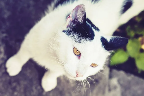 Chat noir et blanc assis sur le trottoir dans la rue  . — Photo