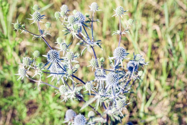 有绿叶质感背景的野花植物 — 图库照片