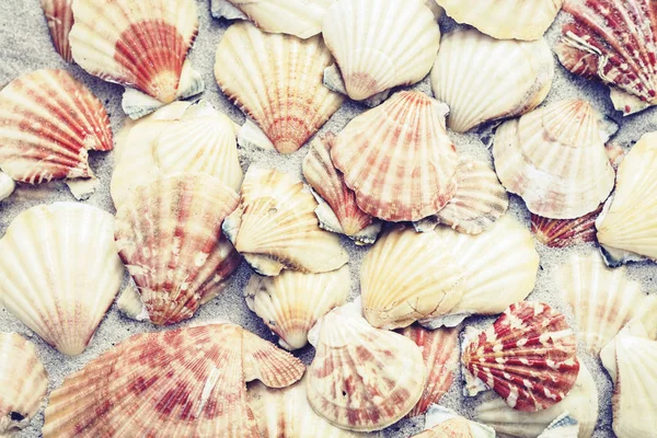 Conchas de mar en la arena, verano playa fondo viaje concepto wi — Foto de Stock