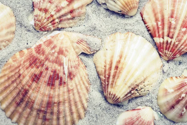 Seashells on the sand, summer beach background travel concept wi — Stock Photo, Image