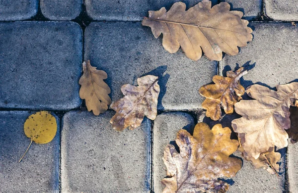 Dry yellow leaves on the sidewalk in autumn fall on a sunny day. — Stock Photo, Image