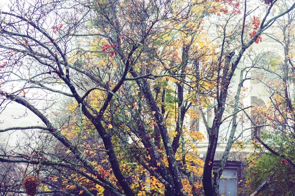 Силуэты деревьев в осеннем лесу в туманную погоду . — стоковое фото