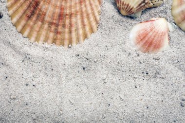 Kumda deniz kabukları, yazlık sahil gezisi konsepti.