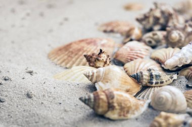 Kumda deniz kabukları, yazlık sahil gezisi konsepti.