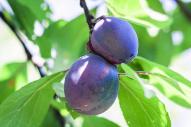 Olgun mavi erikler güneşli bir günde bir meyve bahçesinde bir ağaç dalında.