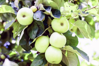 Olgun yeşil elmalar ağaçların dalında güneşli bir meyve bahçesinde 