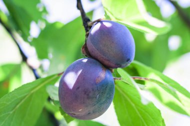 Olgun mavi erikler güneşli bir günde bir meyve bahçesinde bir ağaç dalında.