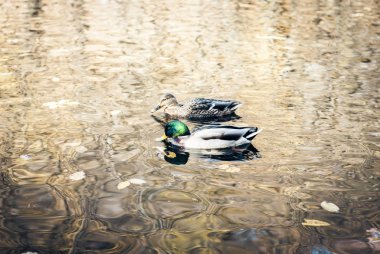 Parktaki bir göldeki ördek sürüsü, sonbahar manzarası.