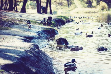 Vahşi ördeklerle dolu göl kıyısı, sonbahar manzarası.