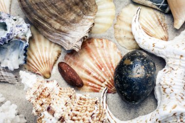 Kumda deniz kabukları, yazlık sahil gezisi konsepti.