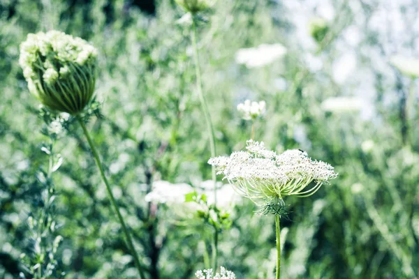 Wilde bloemen plant met groene bladeren textuur achtergrond in een mea — Stockfoto