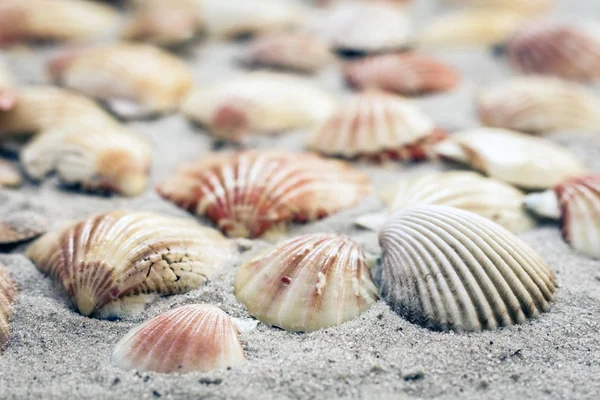Seashells on the sand, summer beach background travel concept wi — Stock Photo, Image