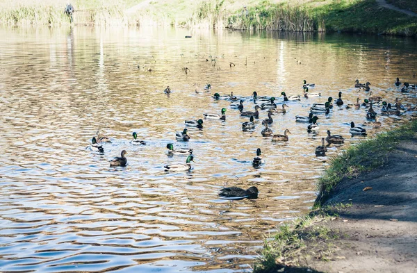 Margem do lago com patos selvagens, paisagem de outono . — Fotografia de Stock