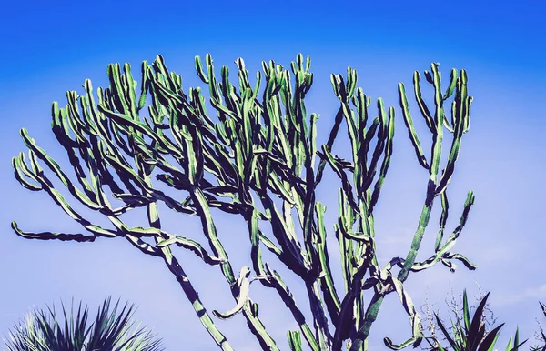 Cactus on street of Acitrezza, Catania, Sicily. — Stock Photo, Image