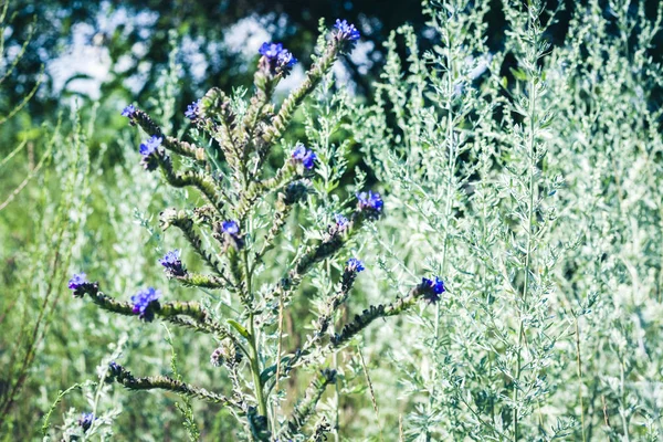 Flores silvestres planta com folhas verdes textura fundo em uma mea — Fotografia de Stock