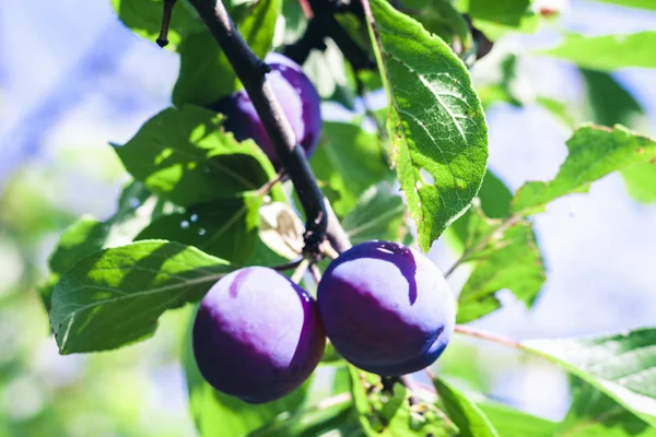 ripe blue plums on a tree branch in an orchard on a sunny day.