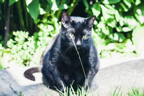 Sokakta kaldırımda oturan büyük siyah kedi. Yaklaş.. — Stok fotoğraf