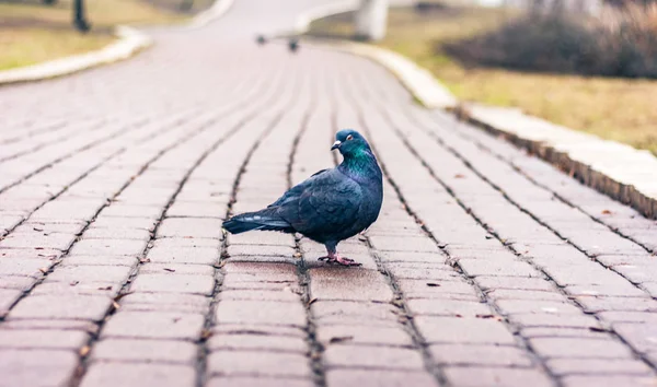 Taube auf dem Kopfsteinpflaster auf dem Gehweg im Park auf einer Straße — Stockfoto