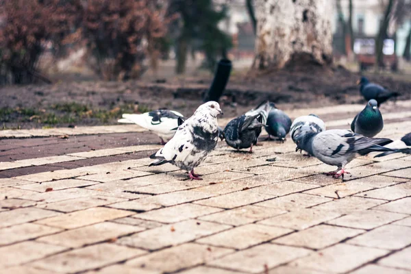 Pigeons sur les pavés sur le trottoir dans le parc sur un — Photo