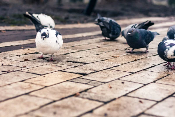 Molti piccioni sul marciapiede del parco in autunno d — Foto Stock