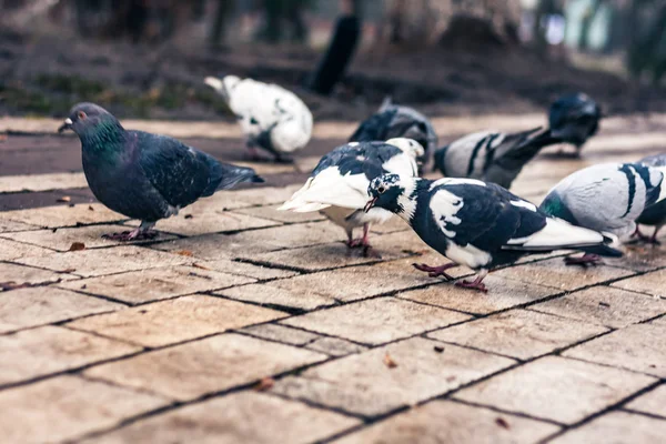 Pigeons sur les pavés sur le trottoir dans le parc sur un — Photo