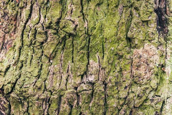 苔のある樹皮の木秋の森に自生します — ストック写真