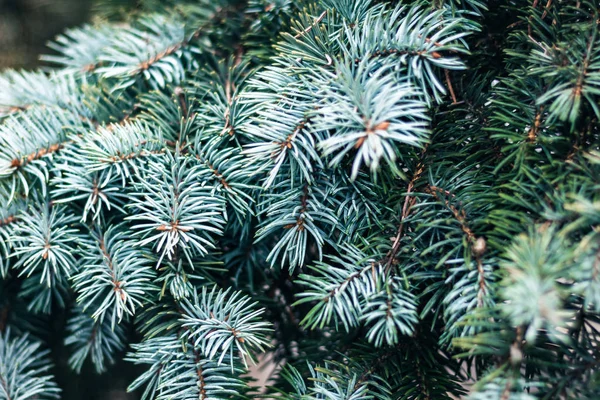 Branche verte de l'arbre de Noël, fond du Nouvel An avec copie sp — Photo