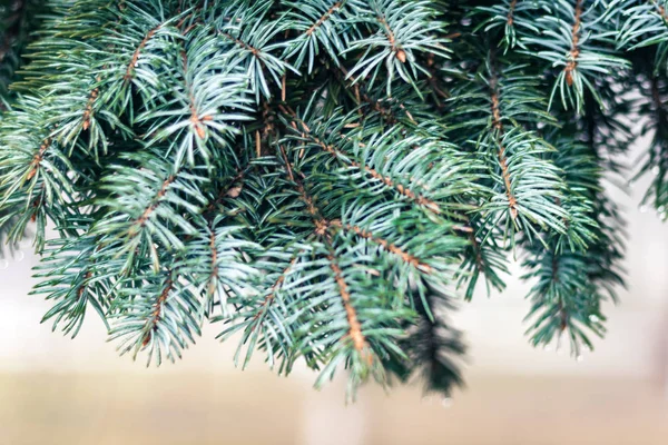 Branche verte de l'arbre de Noël, fond du Nouvel An avec copie sp — Photo